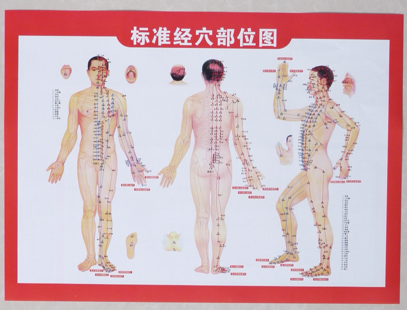 艾灸穴位图人体经络图挂图穴位图按摩温熏调理器配件
