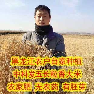 2025新东北黑龙江延寿特产长粒香不抛光中科发五农民自产香口感好