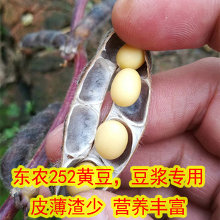 2025东北黑龙江特产高蛋白东农252大粒黄豆农民种植5斤豆浆豆芽
