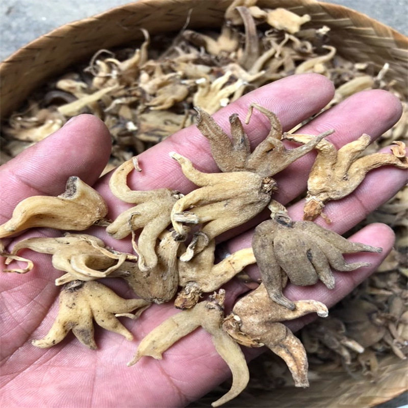 热卖西藏特产野生手掌参林芝海拔4600米无添加晒干大个佛手参阴阳