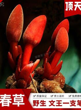 回春草顶天柱文王一支笔擎天柱红冬蛇菰干品男性泡酒料500CRV