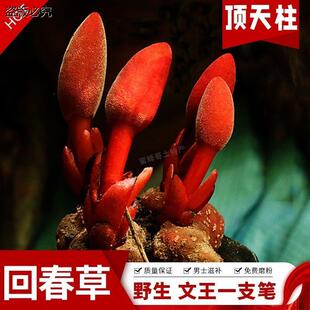 回春草顶天柱文王一支笔擎天柱红冬蛇菰干品男性泡酒料500CRV
