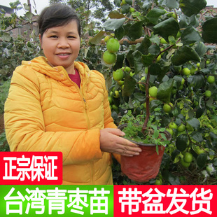 台湾大青枣果树果苗牛奶枣苹果枣嫁接苗南方种植盆栽地栽当年结果