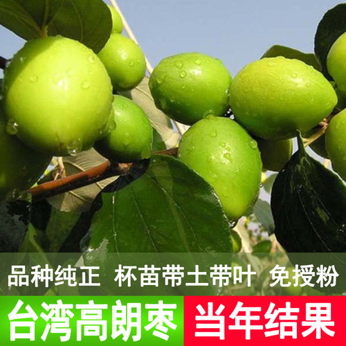 台湾大青枣果树苗嫁接苗当年结果