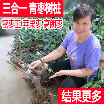 台湾大青枣果树树桩当年结果