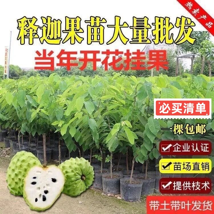正宗嫁接新品AP释迦果树苗台湾大果高产凤梨释迦果苗耐热南方种植图片