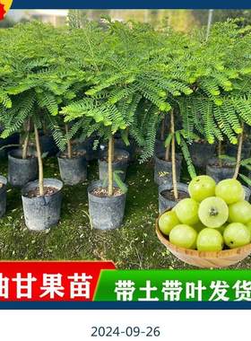 正宗高产甜牛甘果苗嫁接甜种余甘果树苗四季结果南方庭院油甘果苗