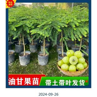 正宗高产甜牛甘果苗嫁接甜种余甘果树苗四季结果南方庭院油甘果苗