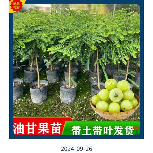 正宗高产甜牛甘果苗嫁接甜种余甘果树苗四季结果南方庭院油甘果苗