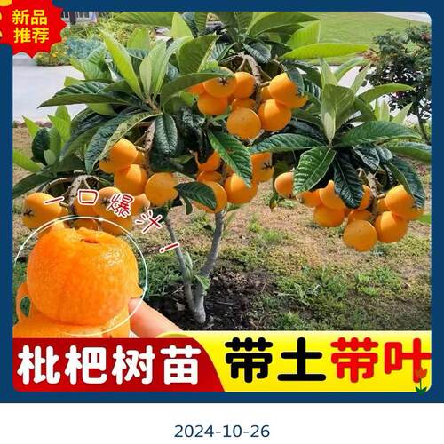 广东正宗枇杷苗大五星特大无核南方北方种植盆栽地栽枇杷树苗带土