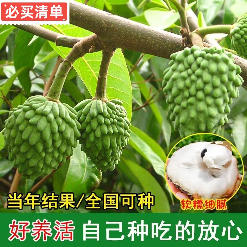 正宗嫁接释迦果苗台湾凤梨释迦果苗南方种植耐旱耐热AP释迦果树苗图片