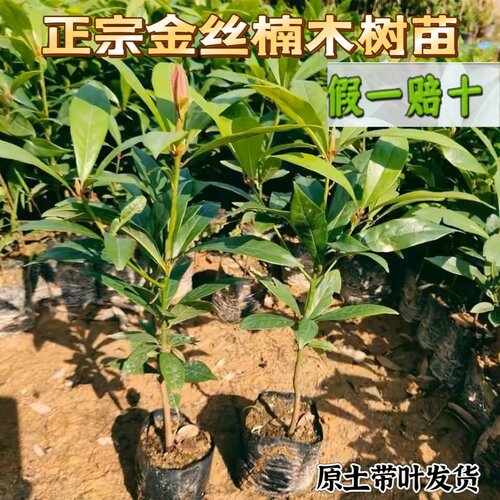 正宗金丝楠木树苗常青南北方种植带叶小叶桢楠金丝楠树苗广东发货