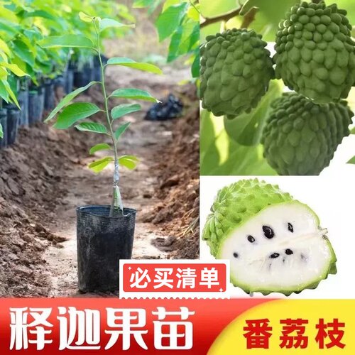 广东正宗嫁接新品AP释迦果树苗台湾大果高产凤梨释迦果苗带土带叶