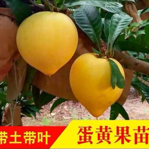 正宗嫁接大果耀堂仙桃果树苗南方庭院种植蛋黄果苗鸡蛋果树苗带土