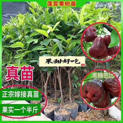 正宗嫁接果树苗黑金刚莲雾苗南方庭院种植大叶红莲雾果苗苗圃发货