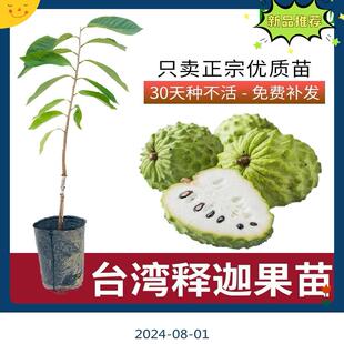 释迦果苗树嫁接大果台湾凤梨释迦南方蜜红释迦番荔枝释迦摩尼果苗