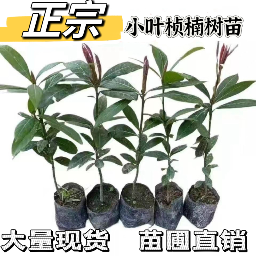 四川金丝楠木苗正宗金丝楠苗原土原杯名贵小叶桢楠树苗金丝楠木苗