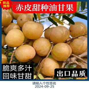 广东正宗潮汕高产甜牛甘果苗嫁接南方庭院盆栽种植四季结果油甘苗