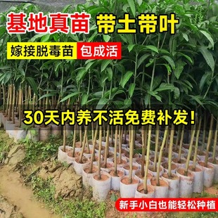 正宗桂七芒果树苗嫁接大果凯特芒果苗四季常青高产金煌芒果苗带土
