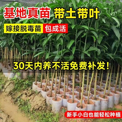 正宗桂七芒果树苗嫁接大果凯特芒果苗四季常青高产金煌芒果苗带土