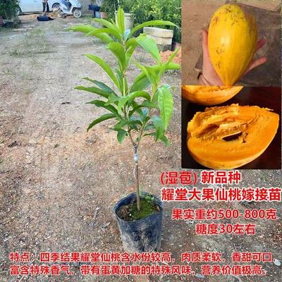 正宗嫁接大果高产耀堂仙桃果树苗原土蛋黄果苗南方种植鸡蛋果树苗