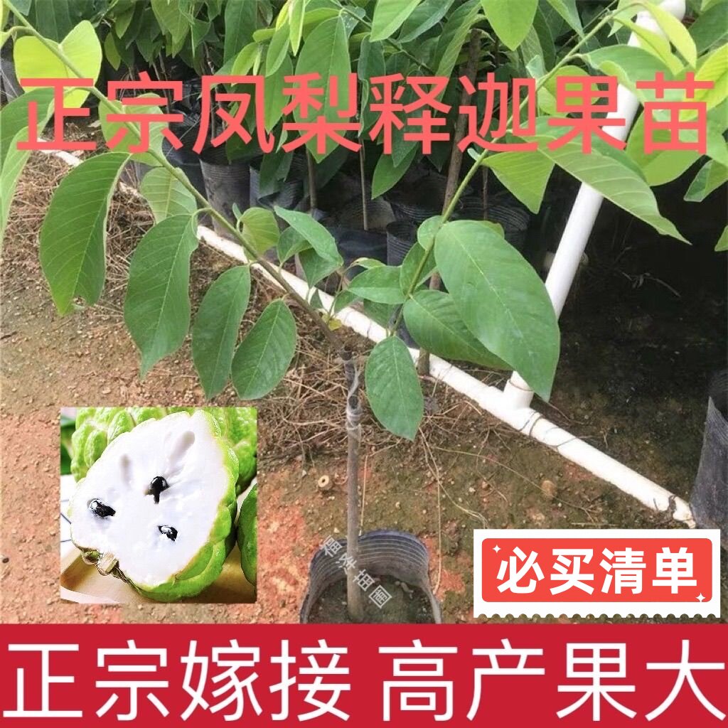 正宗嫁接大果高产凤梨释迦果苗图片