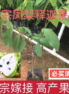 正宗嫁接大果高产凤梨释迦果苗