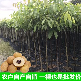 广东正宗嫁接龙眼树苗储良石峡龙眼龙眼桂圆苗南方果树苗四季常青