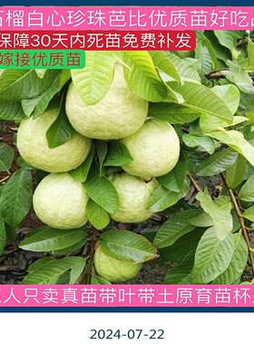 广东正宗嫁接四季大果珍珠白心番石榴南方种植红心高产西瓜芭乐苗