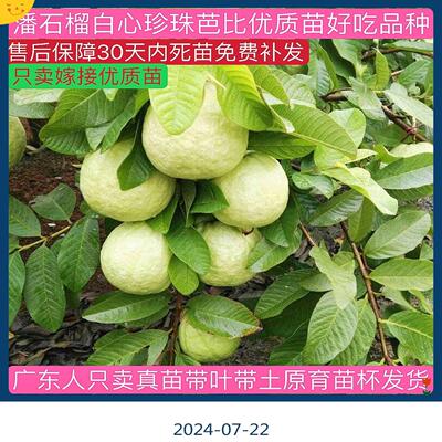 广东正宗嫁接四季大果珍珠白心番石榴南方种植红心高产西瓜芭乐苗