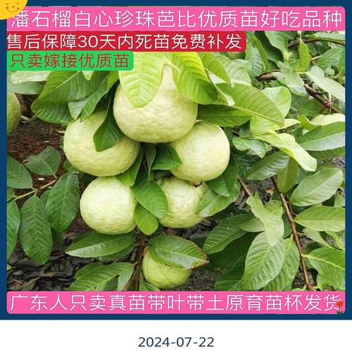 广东正宗嫁接四季大果珍珠白心番石榴南方种植红心高产西瓜芭乐苗