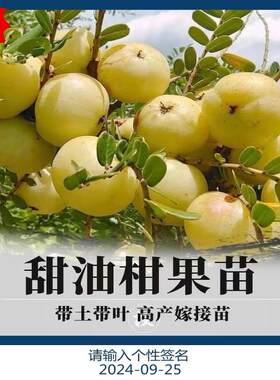 正宗嫁接高产甜种油甘果苗南方盆栽庭院大果牛甘果苗柿饼甜余甘苗