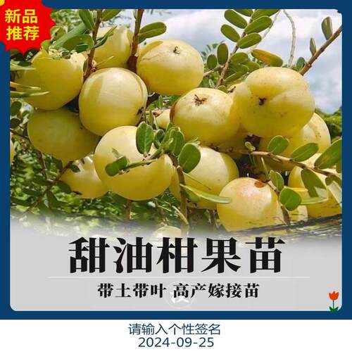 正宗嫁接高产甜种油甘果苗南方盆栽庭院大果牛甘果苗柿饼甜余甘苗