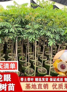正宗嫁接龙眼果树苗储良龙眼苗盆栽种植耐旱石峡龙眼果苗四季可栽