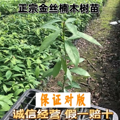 正宗金丝楠木树苗适合南北方耐寒耐热庭院种植小叶桢楠金丝楠树苗