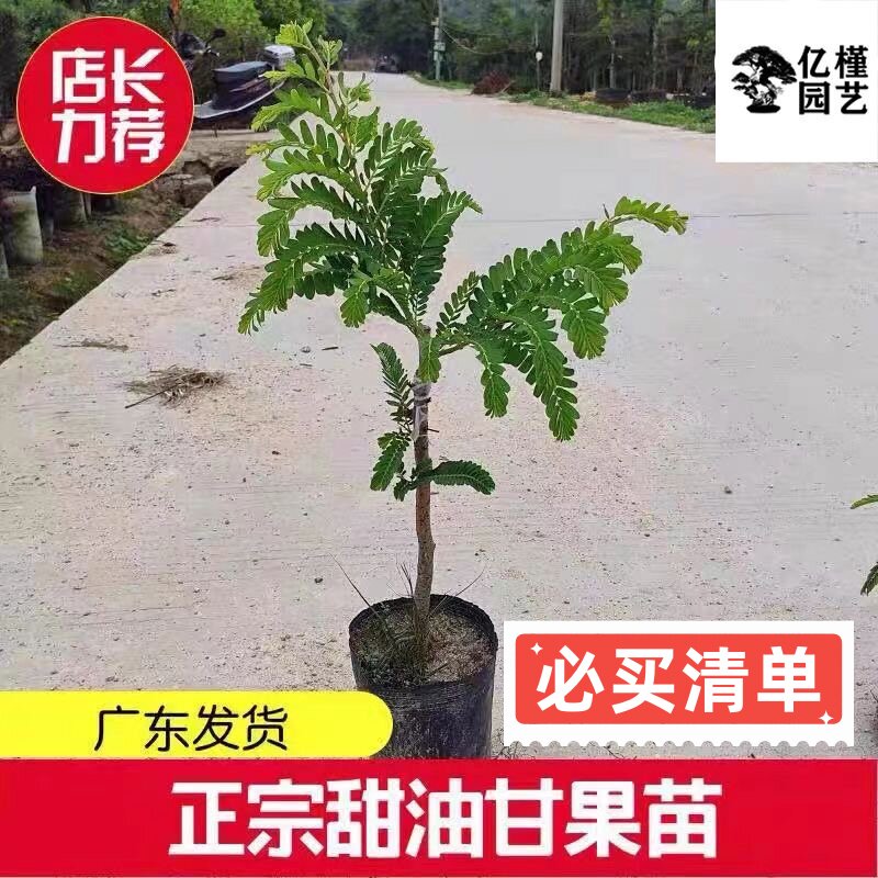 正宗嫁接甜种油甘果树苗余甘子果苗大果高产柿饼油甘果苗四季可栽