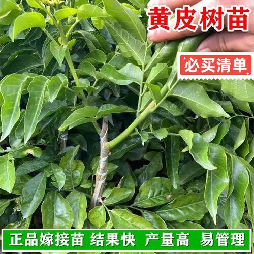 广东正宗大果高产鸡心黄皮嫁接果树苗贵妃黄皮南方种植无核黄皮苗