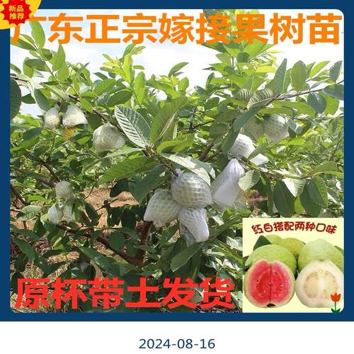 广东正宗高产西瓜红心番石榴苗嫁接大果珍珠白心芭乐大果番石榴苗