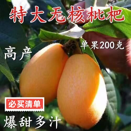正宗嫁接枇杷树苗高产大五星枇杷苗南方北方庭院种植白玉枇杷果苗图片