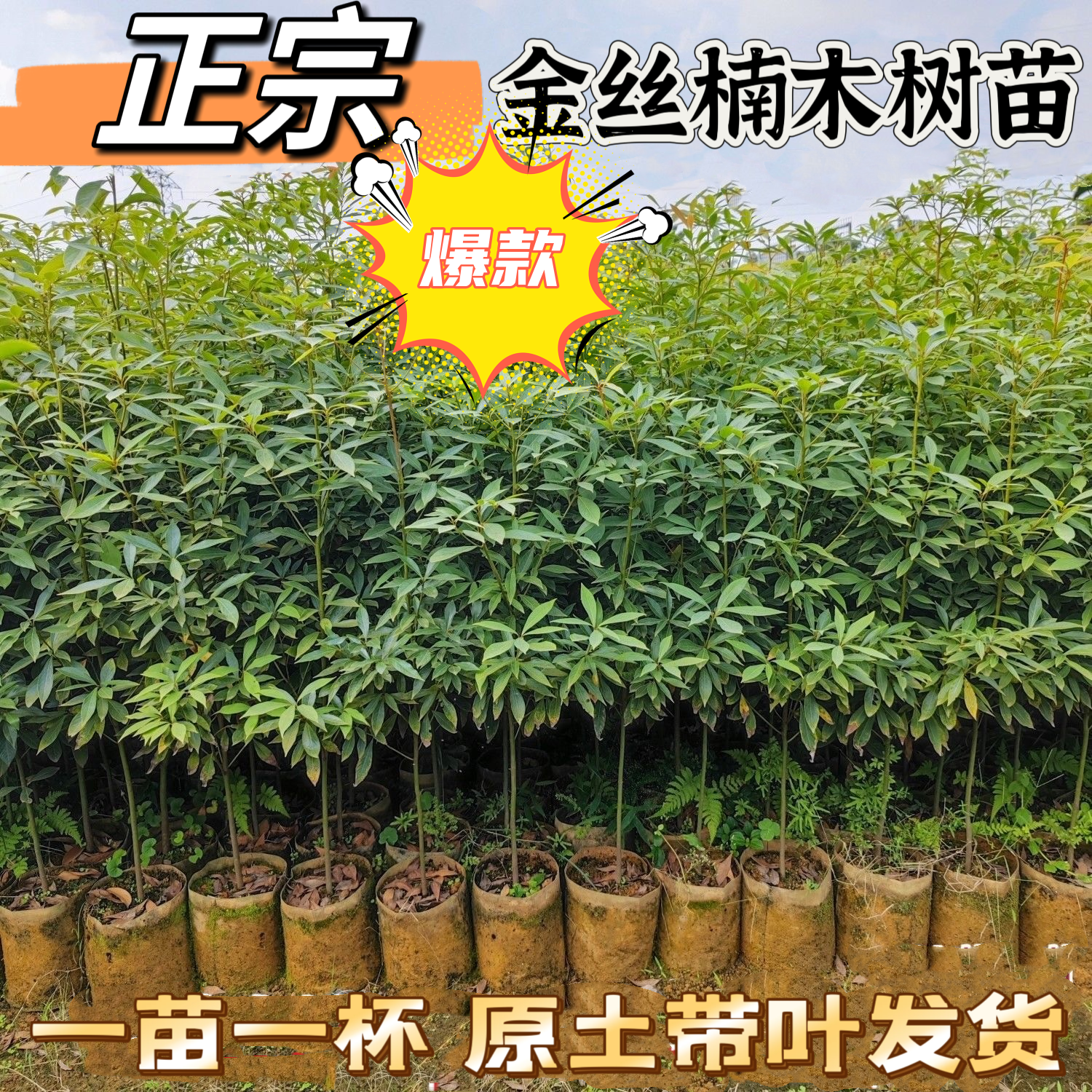 正宗名贵四川金丝楠木树苗南北方庭院种植名贵小叶金丝楠木苗带土