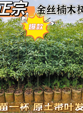正宗名贵四川金丝楠木树苗南北方庭院种植名贵小叶金丝楠木苗带土
