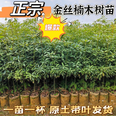 正宗名贵四川金丝楠木树苗南北方庭院种植名贵小叶金丝楠木苗带土