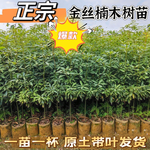 正宗名贵四川金丝楠木树苗南北方庭院种植名贵小叶金丝楠木苗带土