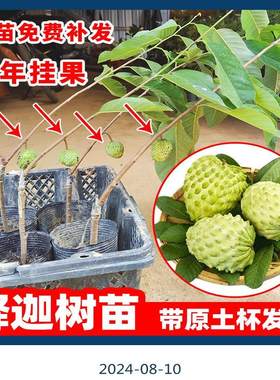 广东发货正宗大果台湾凤梨释迦果树苗南方嫁接高产番荔枝果苗树苗