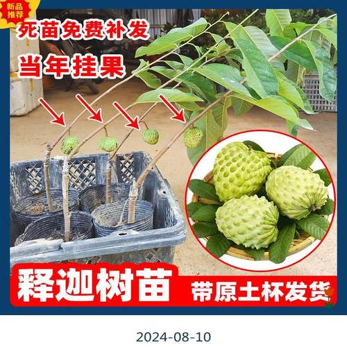 广东发货正宗大果台湾凤梨释迦果树苗南方嫁接高产番荔枝果苗树苗