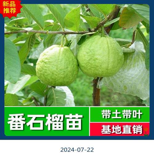 广东正宗嫁接高产珍珠白心四季番石榴果苗南方种植盆栽红心芭乐苗