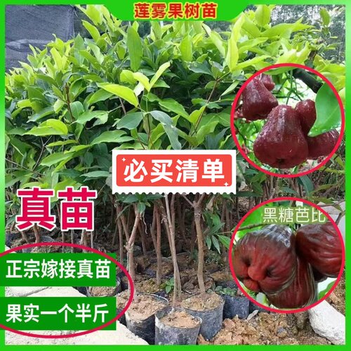嫁接莲雾苗大果高产黑金刚莲雾苗南方庭院种植大叶红莲雾果苗盆栽