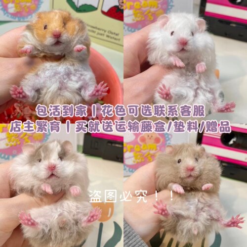 奶油熊舍长毛纯银熊西施熊活物金丝熊活体稀有仓鼠白熊原始熊活体