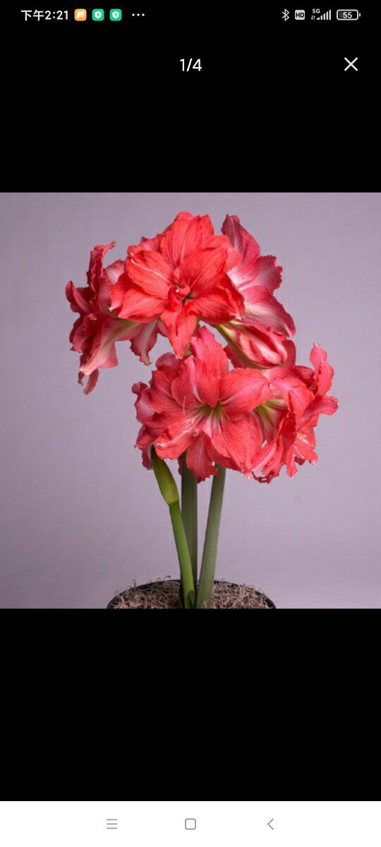 重瓣朱顶红芭蕾舞女阳台花卉盆栽绣球海棠四季开花室内植物庭院