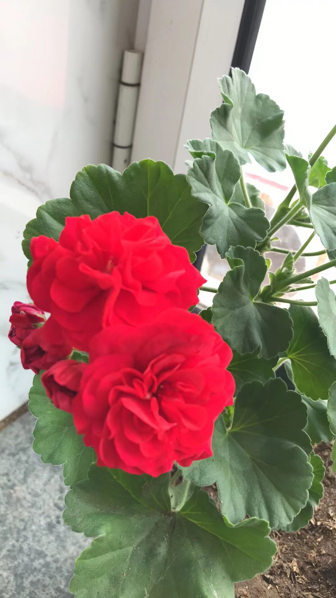 玛雅 重瓣天竺葵 阳台花卉盆栽天竺葵